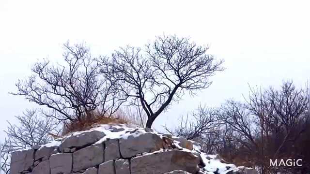 踏雪寻古!大雪中的章丘胡山