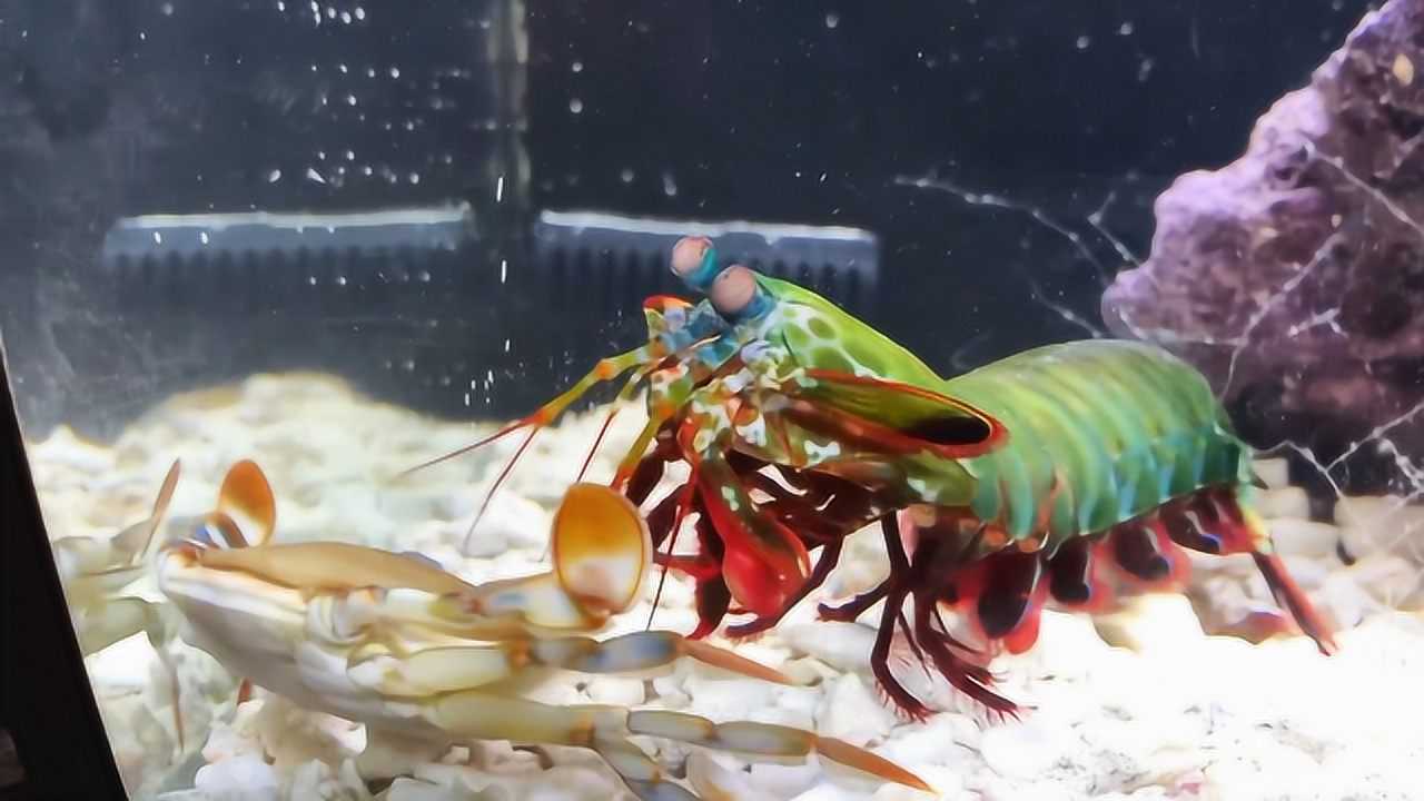 螳螂虾vs大田鳖图片