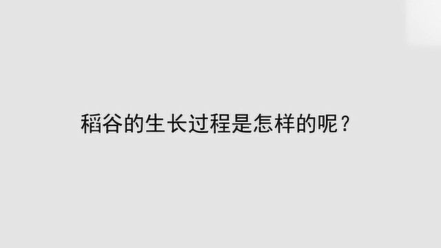 稻谷的生长过程是怎样的呢?