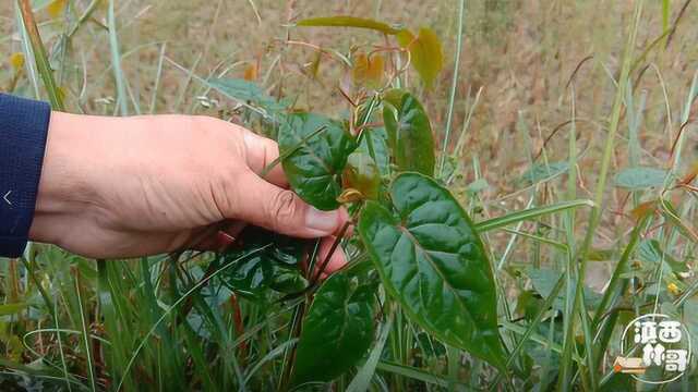 农村有一种植物叫何首乌,常见未必熟知,浑身都是宝,了解一下吧