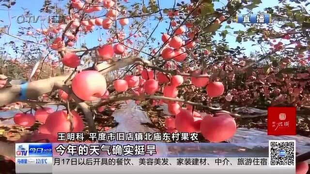 7.6万亩苹果迎来丰收季 最大最甜苹果新鲜出炉