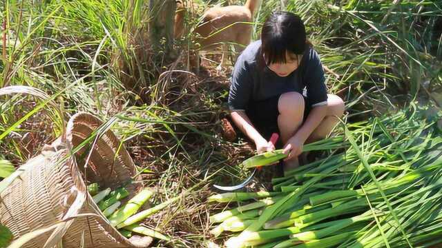 山坳里的野生茭白,到了该尝鲜的季节!