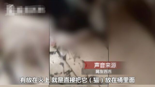 网曝一用户公然兜售虐猫视频,35元可买70G,内容令人作呕!