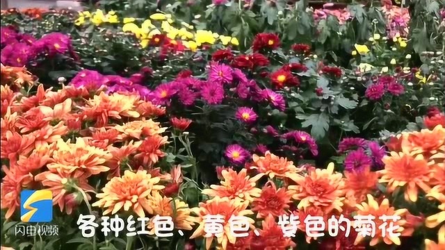 Vlog丨美!快来趵突泉赏菊啦!红的黄的紫的绿的……姹紫嫣红竞相绽放