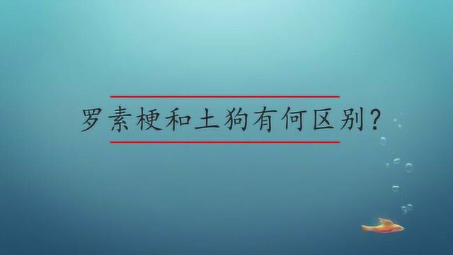 罗素梗和土狗有何区别?