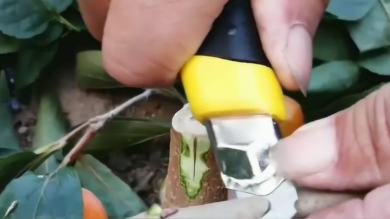 柿子树常用嫁接方法,这种方法不多见,但是非常有效