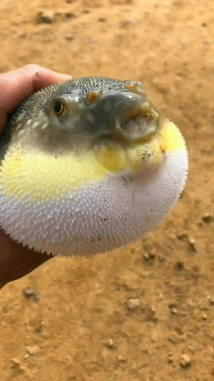 看着小河豚啊,用眼睛瞪我呢!