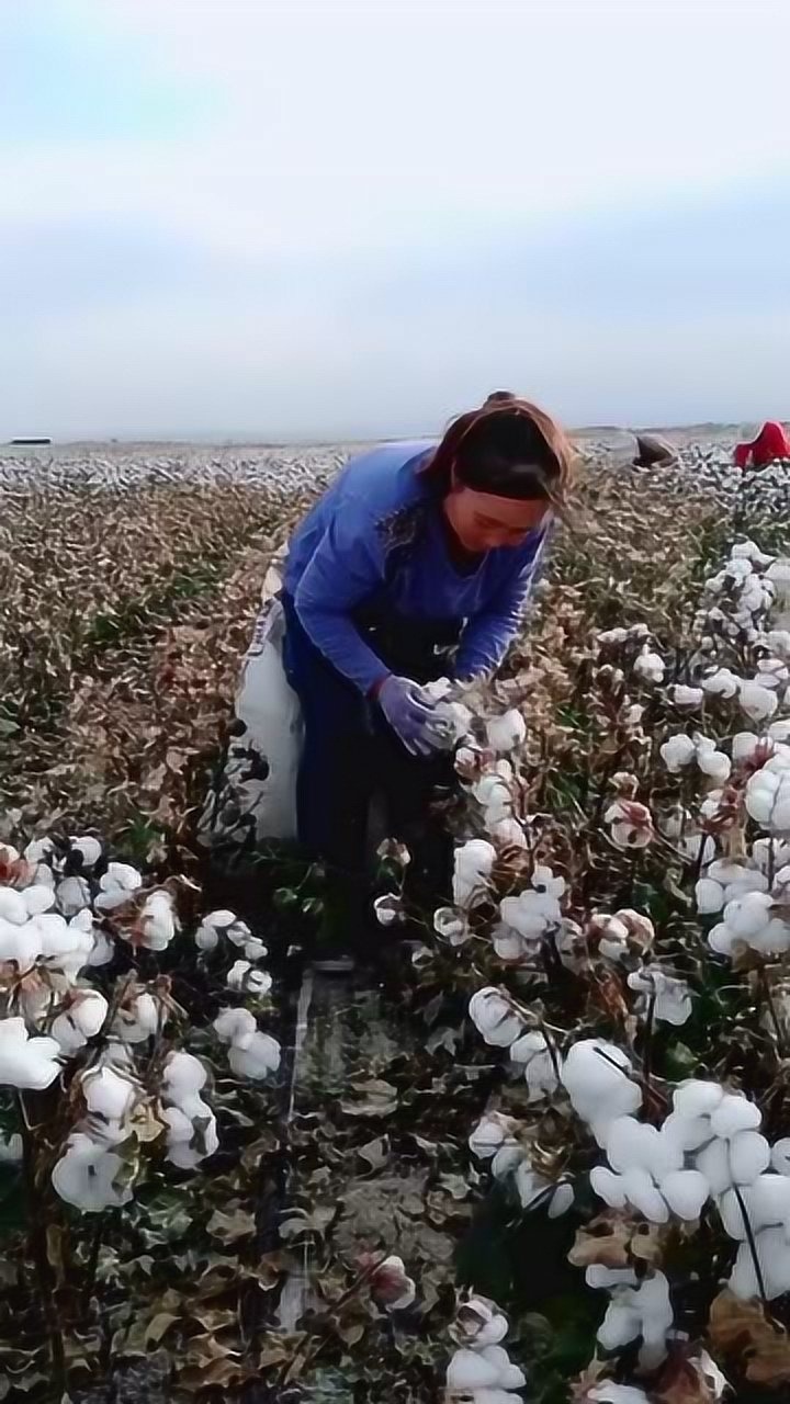 四川人在新疆打工种棉花摘棉花的_腾讯视频