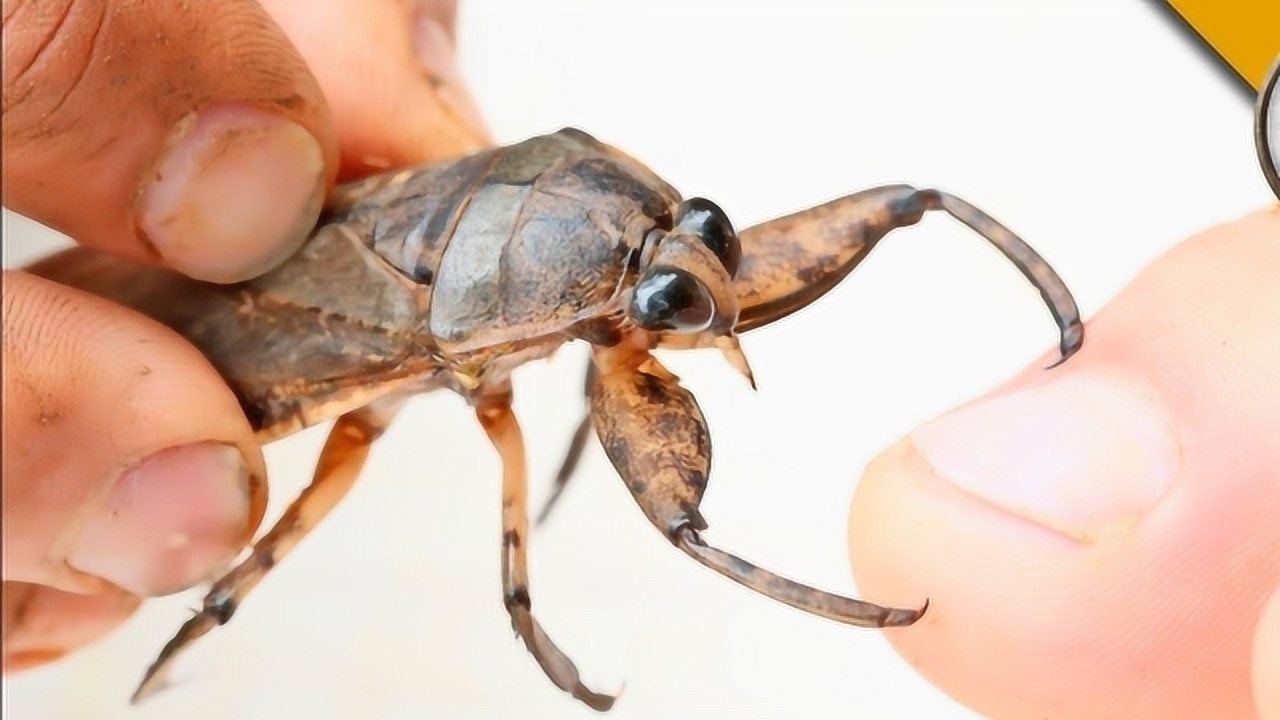 小时候溪里常见的水爬虫老外亲测杀伤力网友被这外表骗了20年