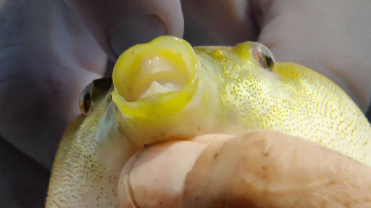 男子将食人鱼跟河豚放同一个鱼缸,看看谁更厉害,镜头记录全程