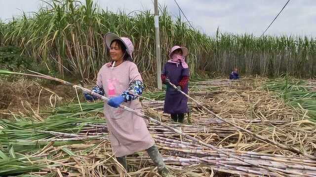 广西新榨季开始,记者带你去看甘蔗变成蔗糖的过程!