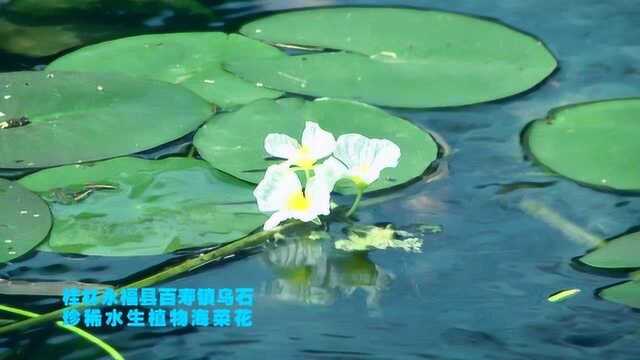 广西独特珍稀水生植物海菜花