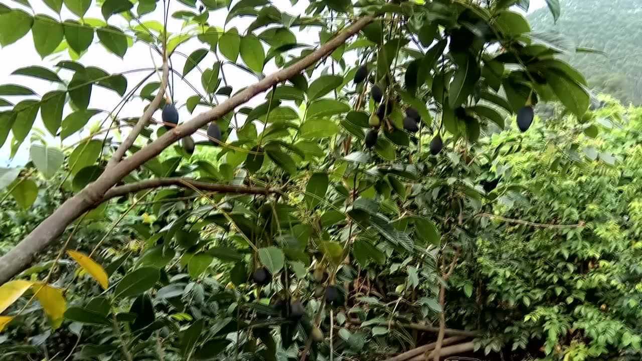 西山榄黑橄榄榄乌榄工艺榄小树结果，三年小树结果20斤黑榄果实_腾讯视频