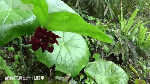 农村酷似雨伞的野草,治疗感冒又奇效,还能治疗蛇毒!