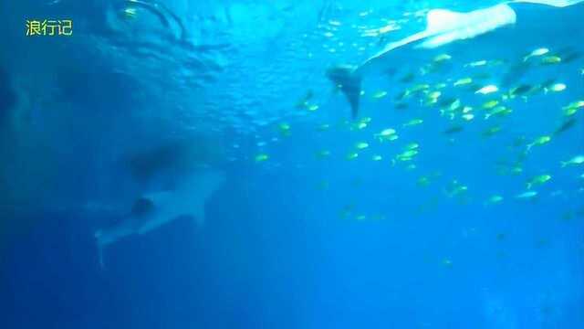 珠海长隆海洋王国水族馆看鲸鲨