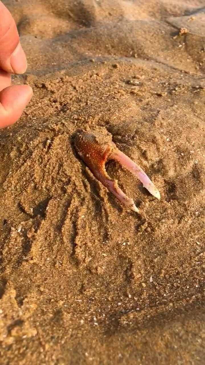 听说螃蟹夹人特别疼今天我就来挑战挑战