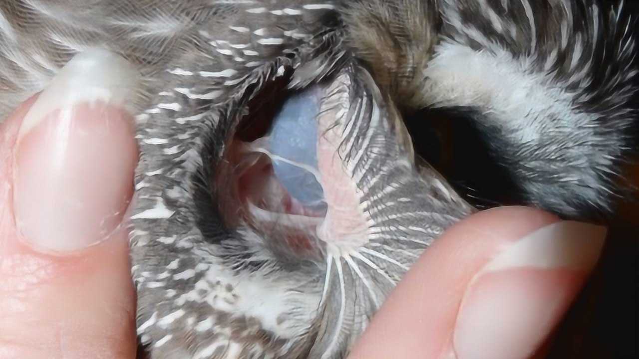 猫头鹰的耳朵内侧可以直接看到眼球猫头鹰的奇特构造