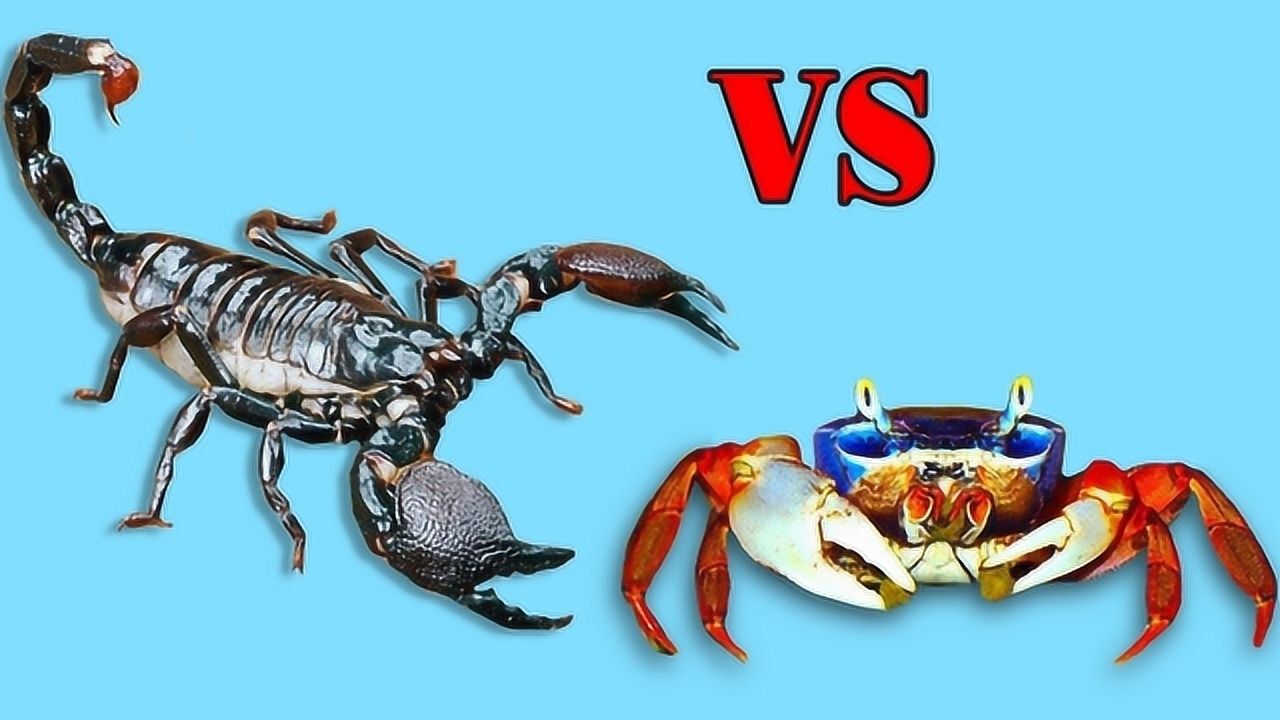 螃蟹和蝎子大战谁的战斗力更强谁是正真的钳子王