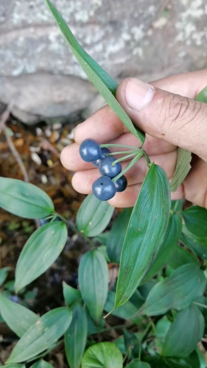 万寿竹,一年四季绿植!