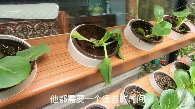 阳台鱼菜共生系统的设计和制作,种植效果真的好