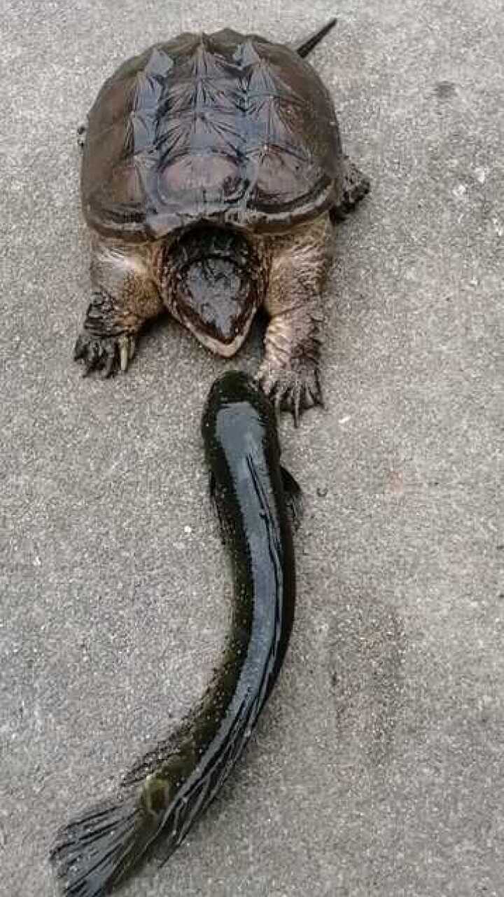 这么大条鱼,你是能吃吗?你快馋疯了吧!