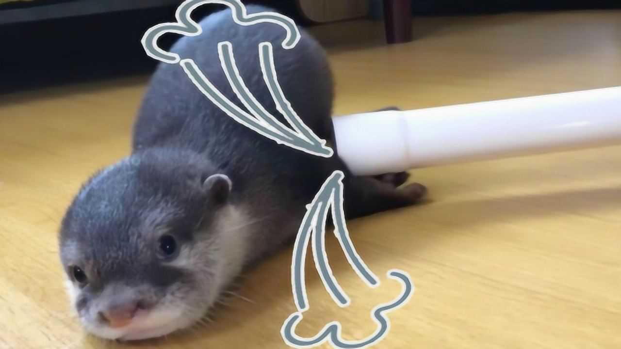 小水獭恋上吸尘机接下来的画面一定憋住别笑镜头记录全过程