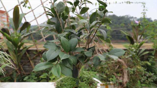 茶花在孕育花苞期,这些错误的方法,会严重引起掉苞落蕾