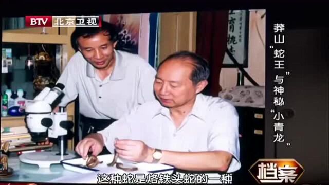 “蛇王”陈远辉发现新物种,命名“莽山烙铁头蛇”震惊动物学界