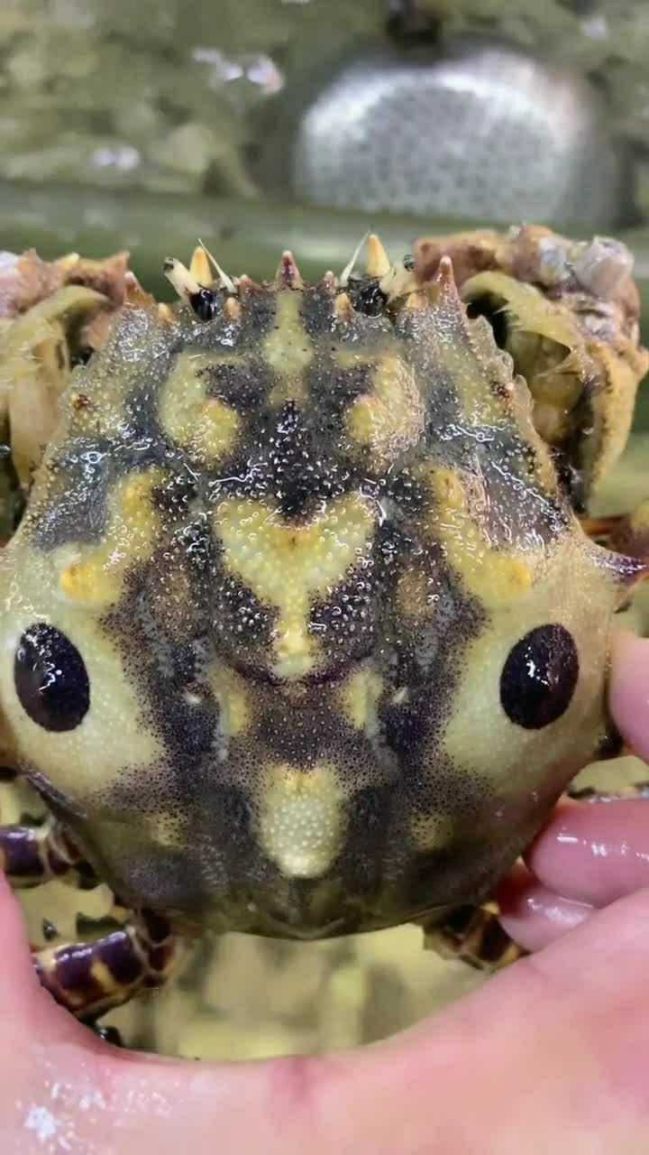 非常漂亮的虎头蟹你们觉得它的壳好看吗