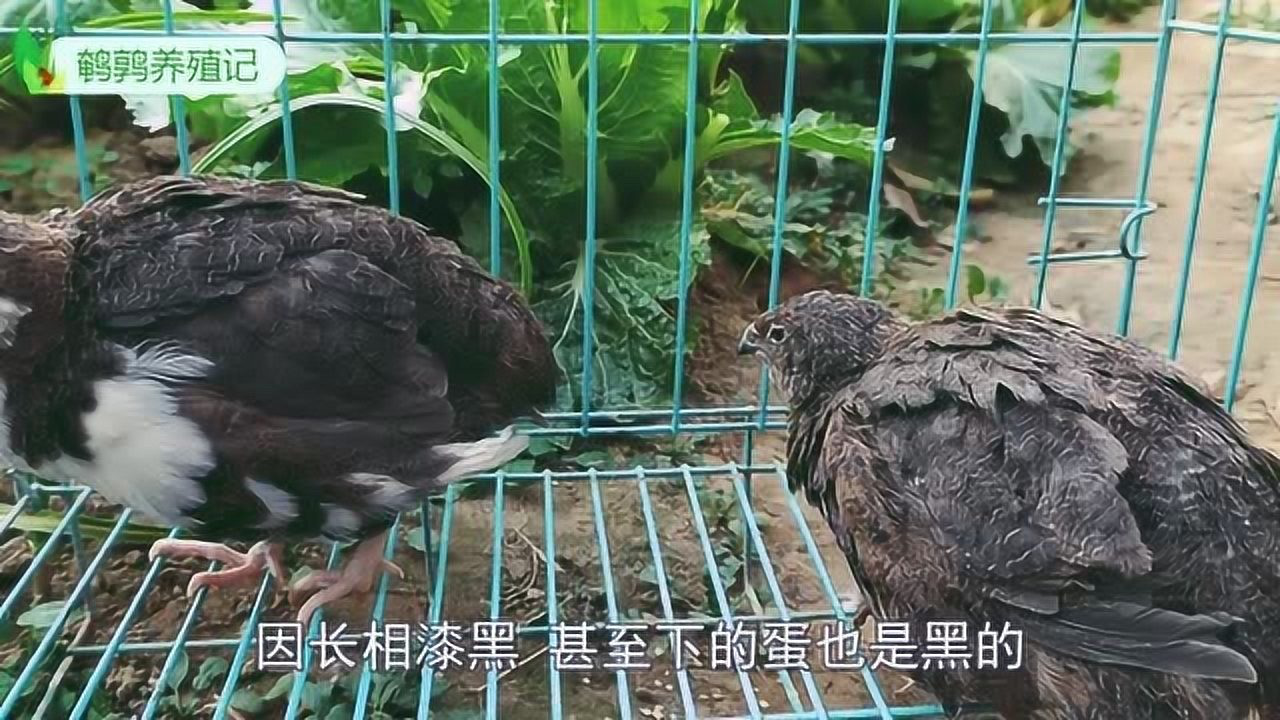 非洲黑鹌鹑是鹌鹑界的新品种长相实在太黑了真是名如其鹑啊