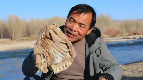 大西北正宗手抓羊肉吃法,5斤羊排扔锅里,食叔这次吃过瘾了