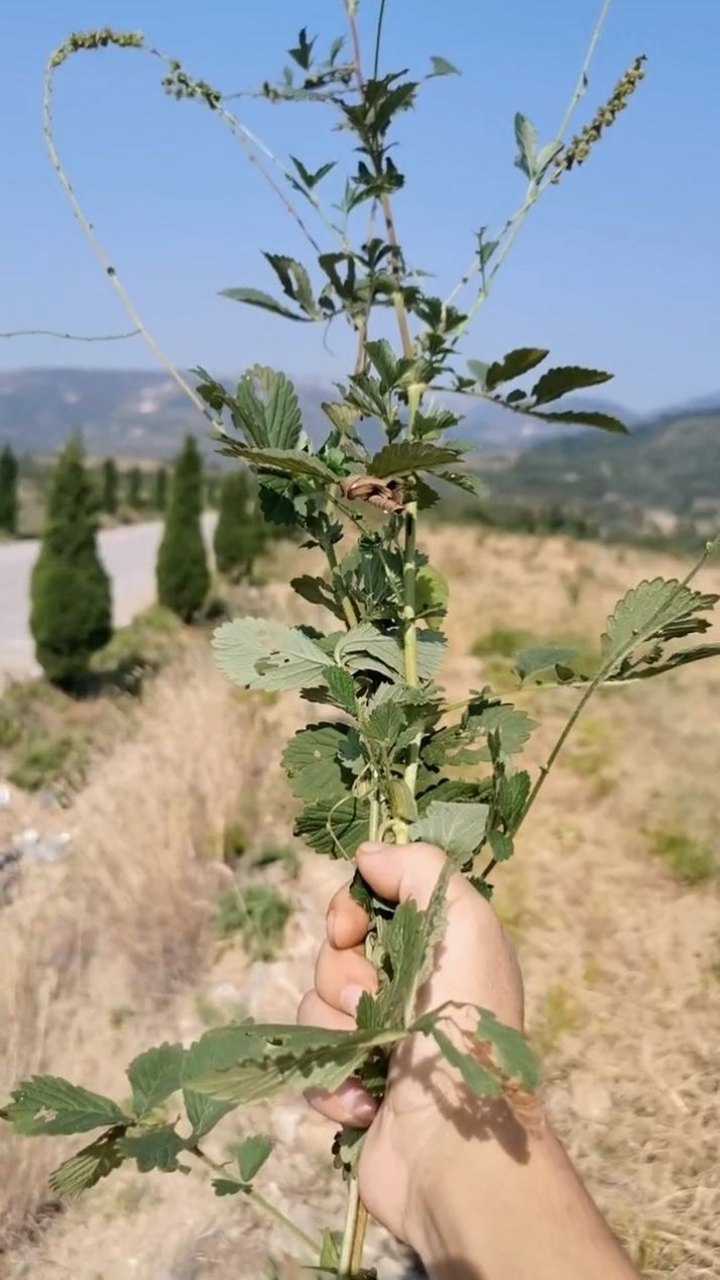 这是治疗蛇毒咬伤的一味草药,不管是内服还是外用,对于止血.