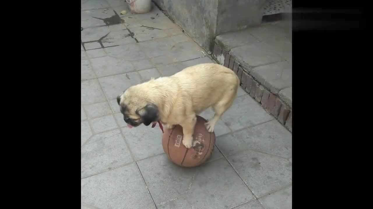 小狗玩篮球"有一手",不输给人类,狗狗就是聪明!