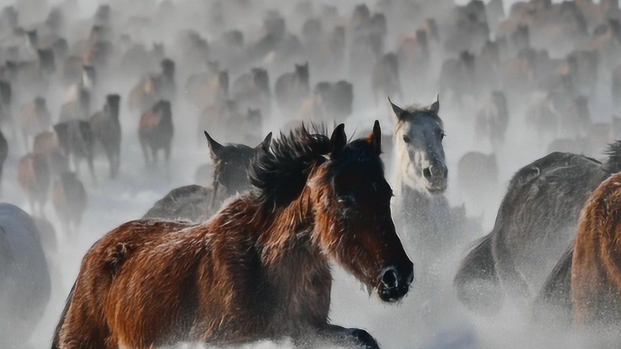 万千骏马奔驰在雪域草原上万马奔腾场面十分壮观_高清