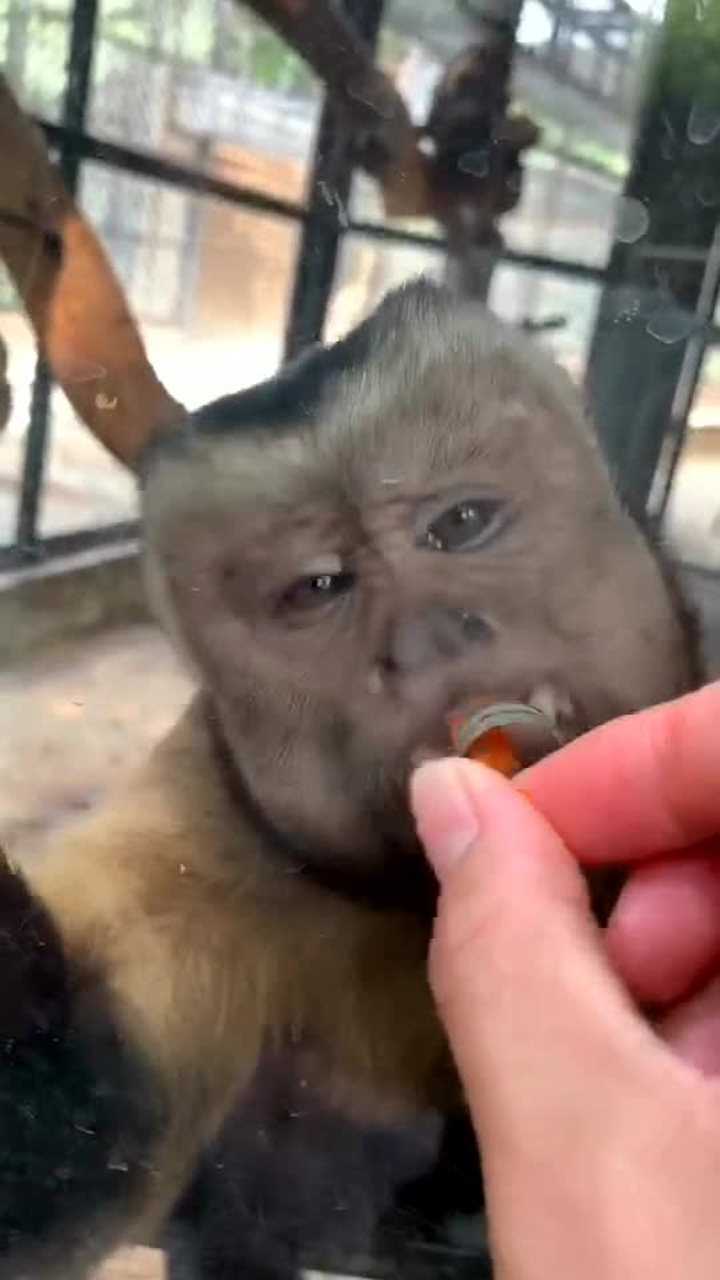 国字脸小平头一看就不是本地猴猴子爱吃胡萝卜吗