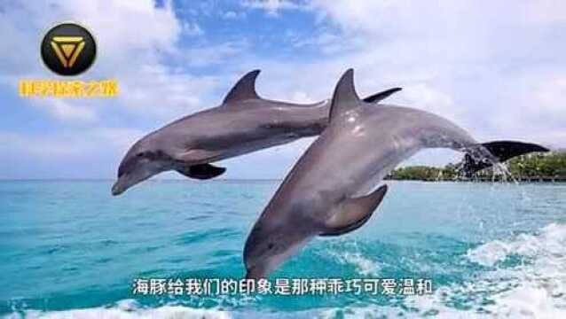 为什么鲨鱼从来不吃海豚!难到海洋霸主的天敌是可爱的海豚?!