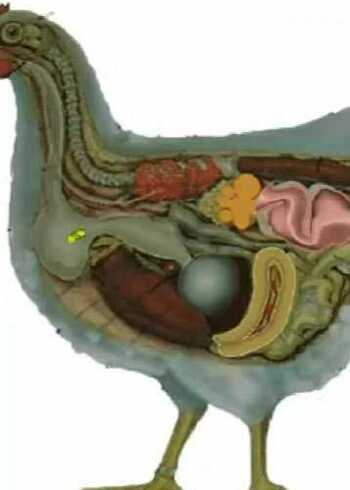 鸡蛋是如何产生的这个解剖图说明一切