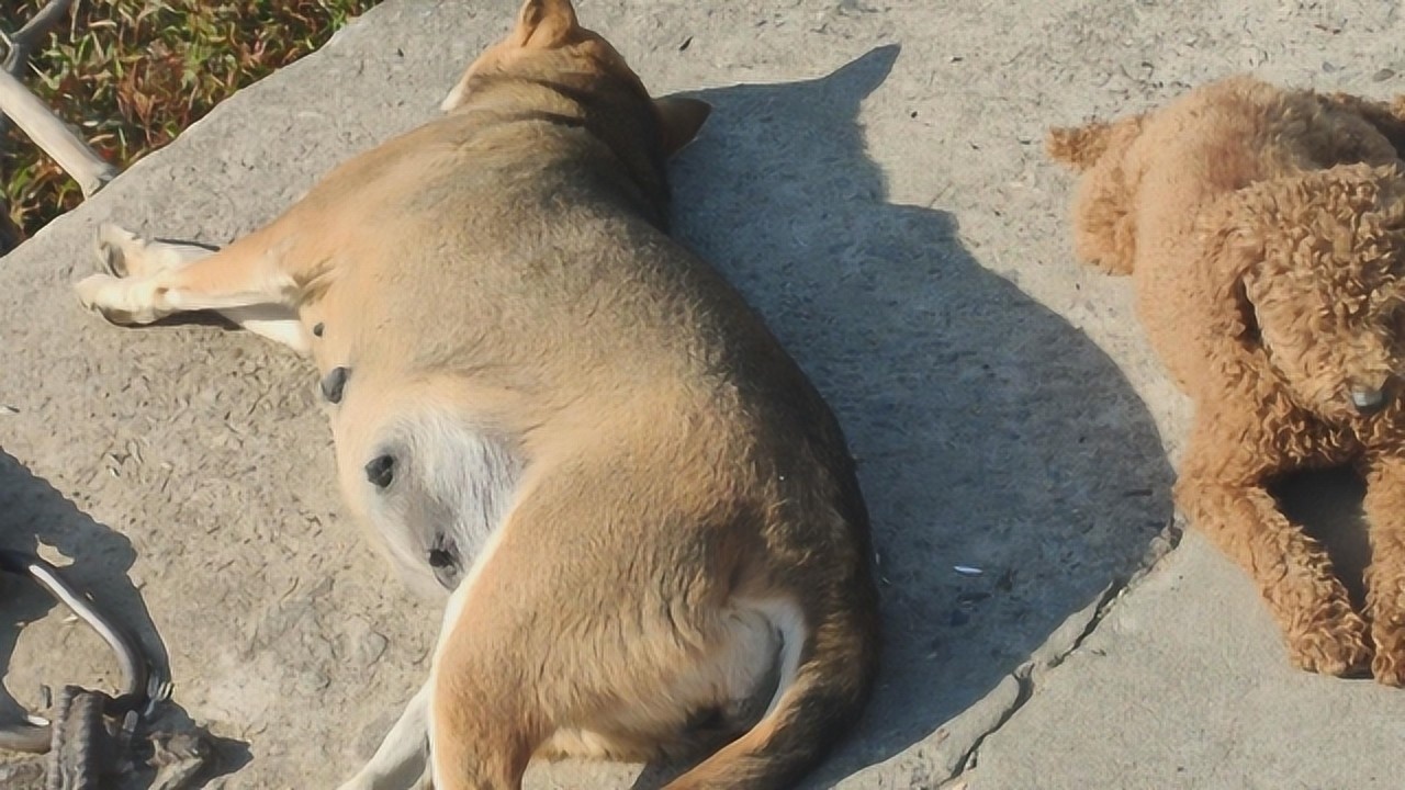 土狗王胖灰有着中华田园犬顶级的体格24小时散养的土狗