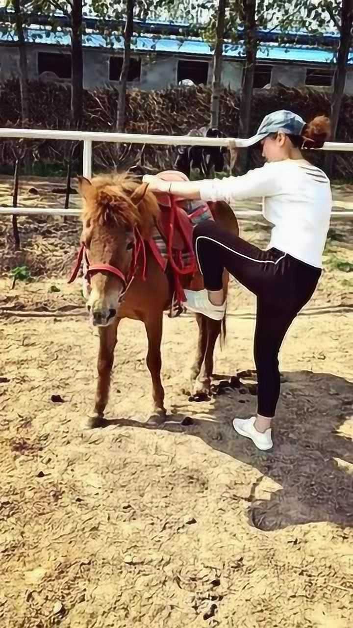 她会不会把矮马的腰给压断?