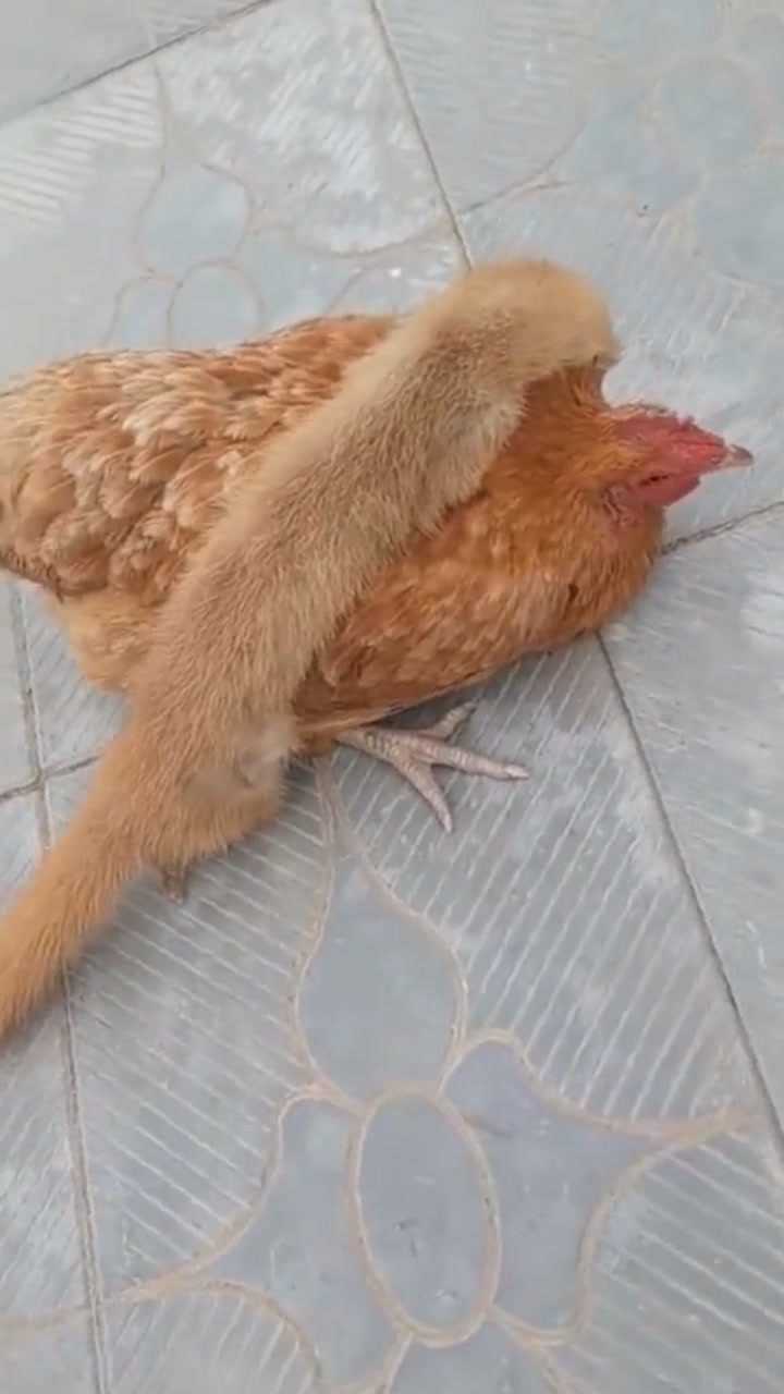 看看黄鼠狼是怎么吃鸡的