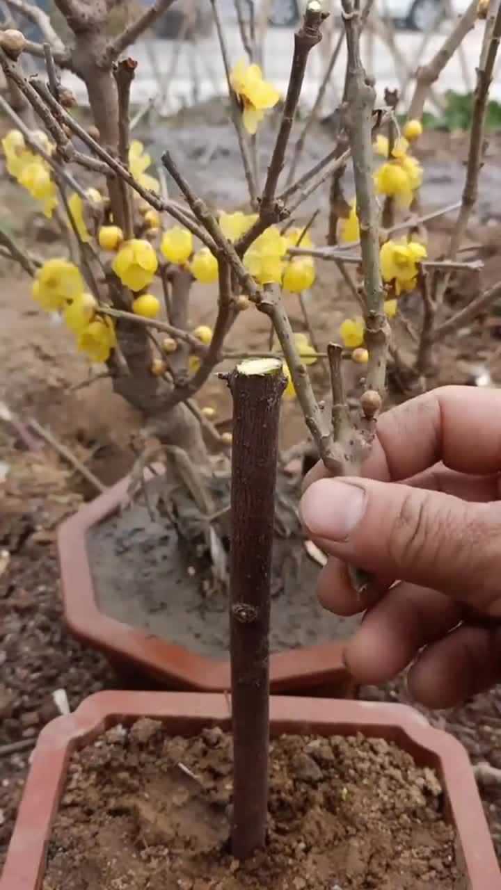 腊梅嫁接高手,一般人不懂,你看懂了吗