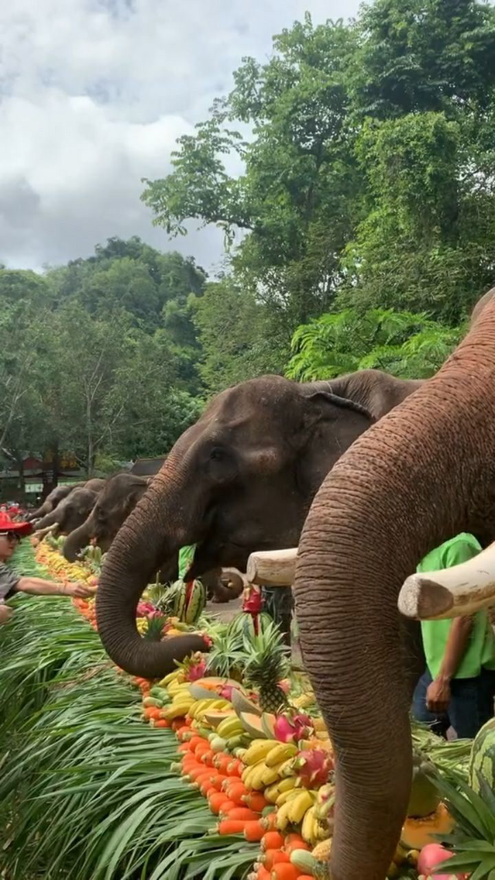 大象是我们傣族的吉祥物