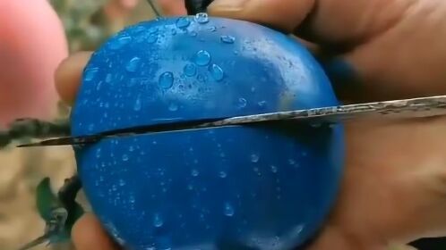 每一种水果都有它自己的味道,第一次见蓝色的苹果,切开后我被震惊了!