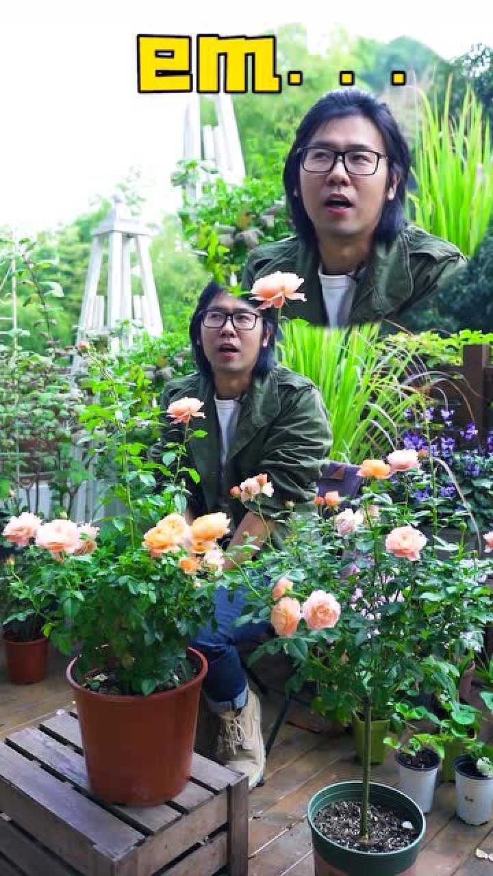 塔莎先生ng集锦