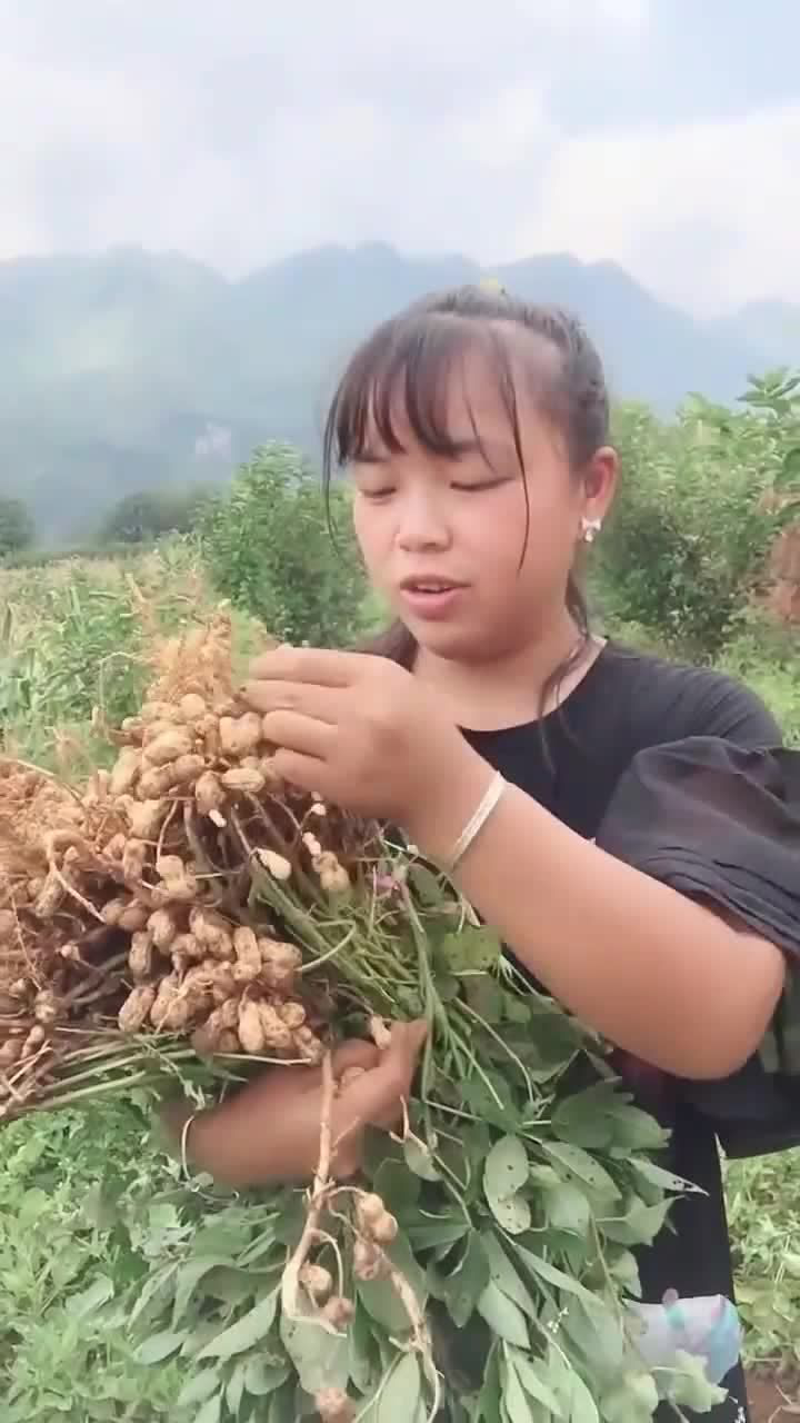 農村姑娘最美麗,扯花生回家吃