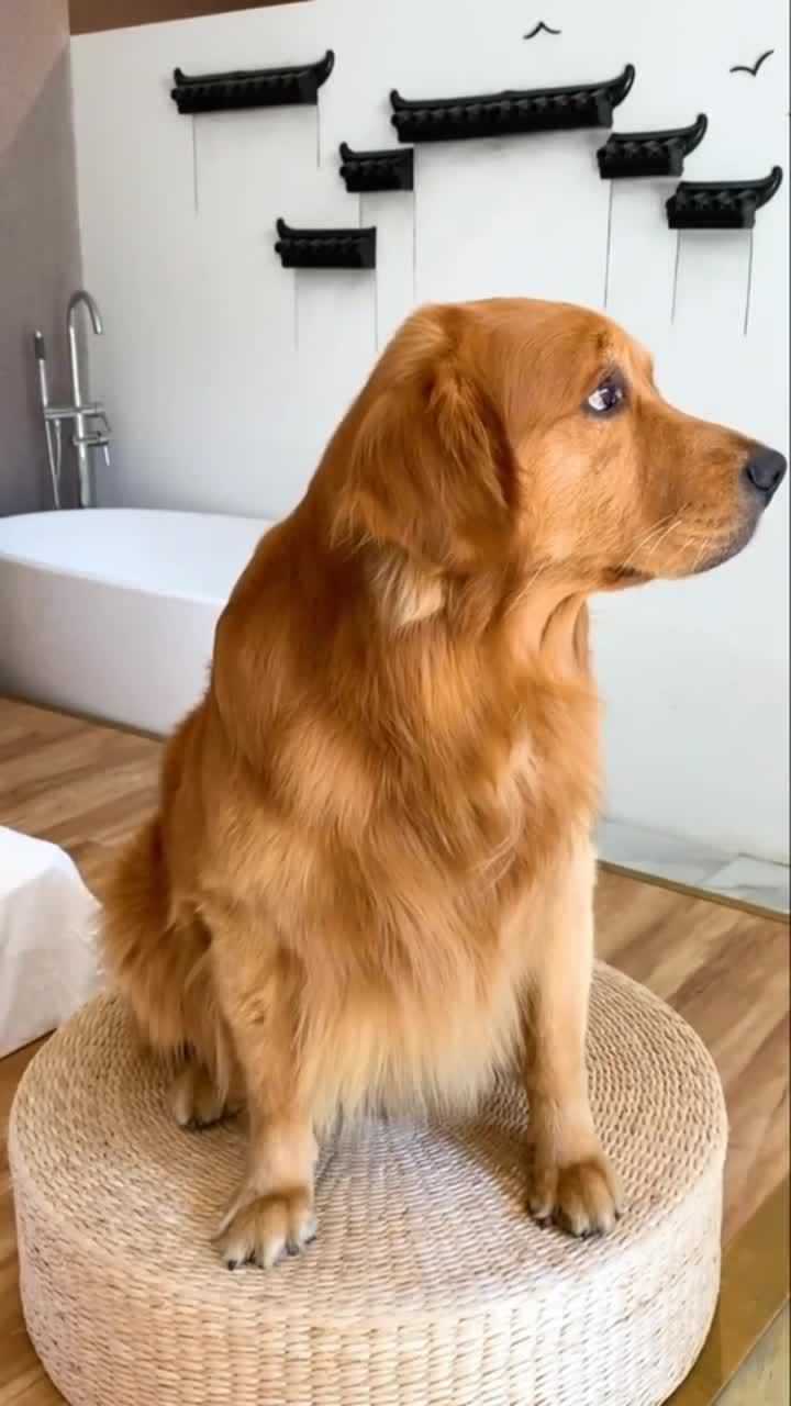 金毛轮胎竟然被马桶冲走了越看越魔性