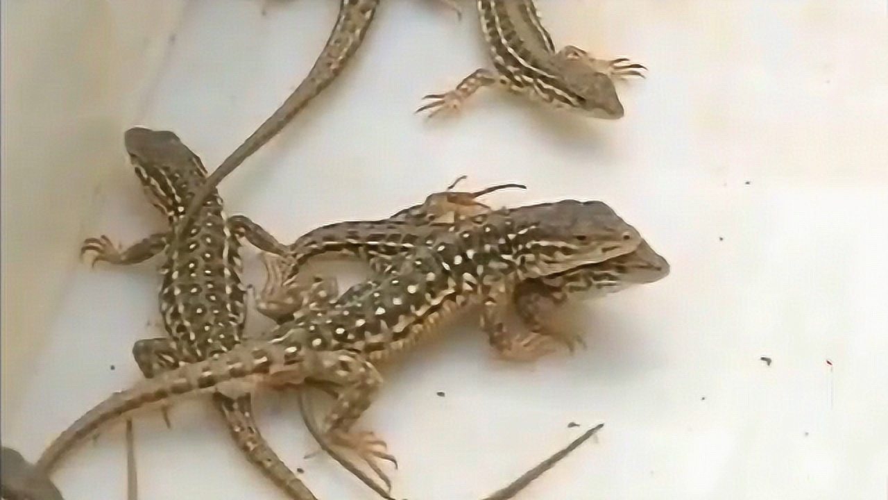 麻蜥蜴引种,应选年龄在七个月的蜥蜴,时间最好在四月份