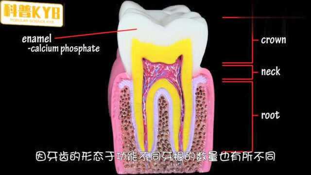 人类奥秘之《牙齿》