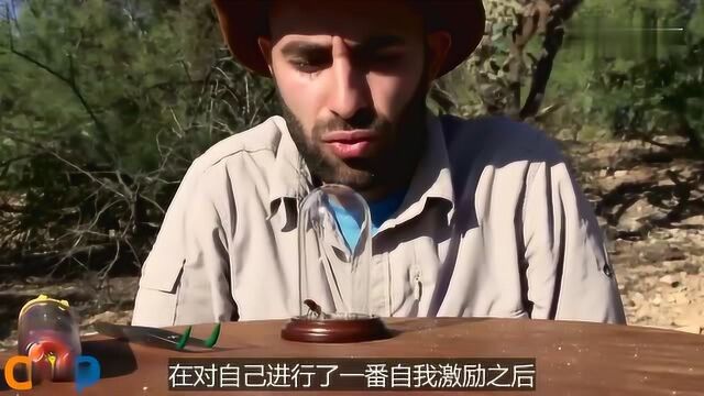 绰号“牛杀手”的蚁蜂有多可怕?疼痛像机枪扫射,老外作死实验!