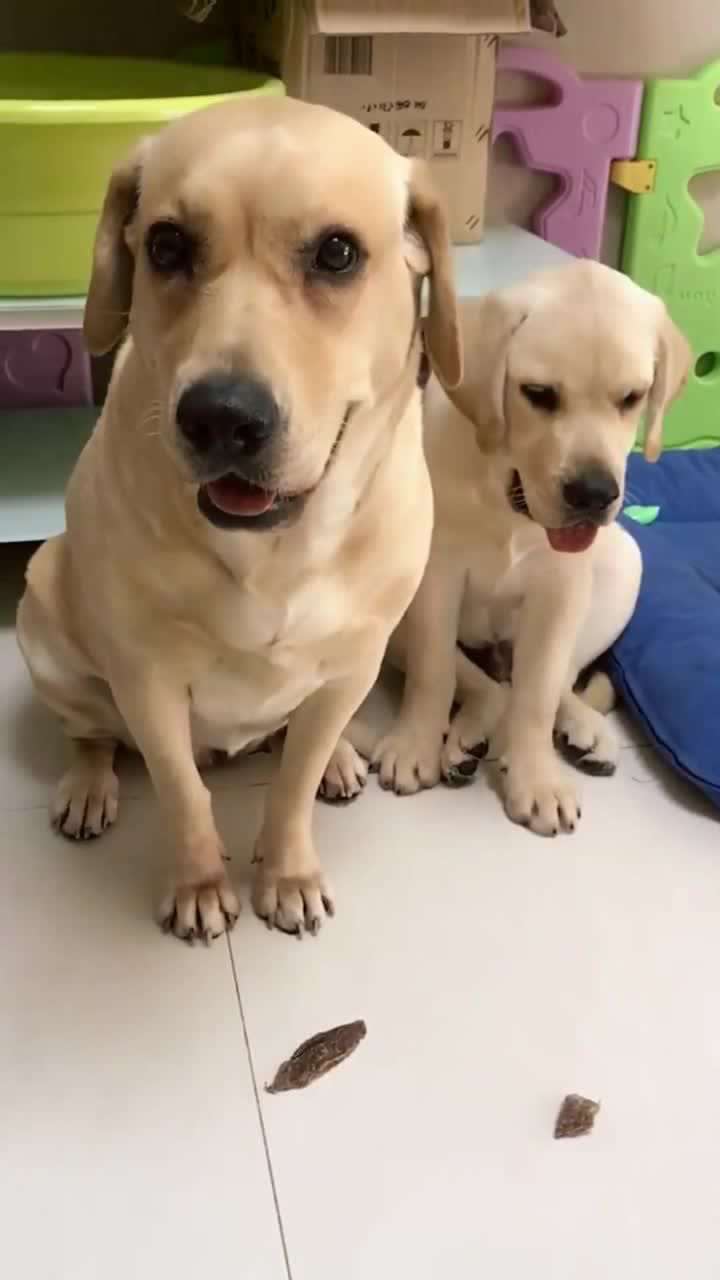 这个视频火了,主人跟狗说话,它能听懂吗?